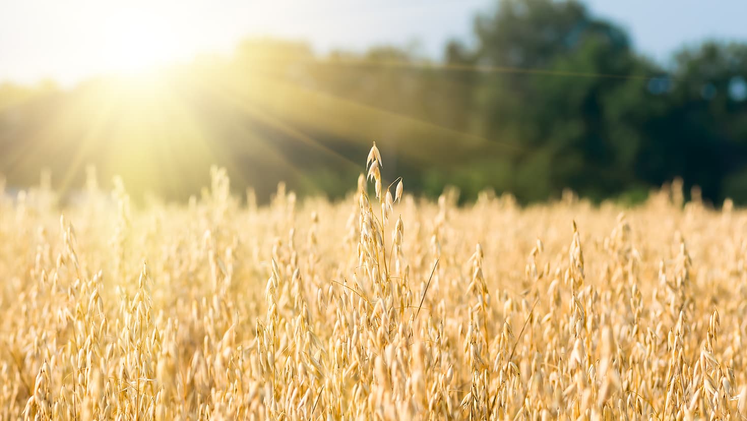 Weizenfeld vor einem Wald. © fotolesnik - stock.adobe.com